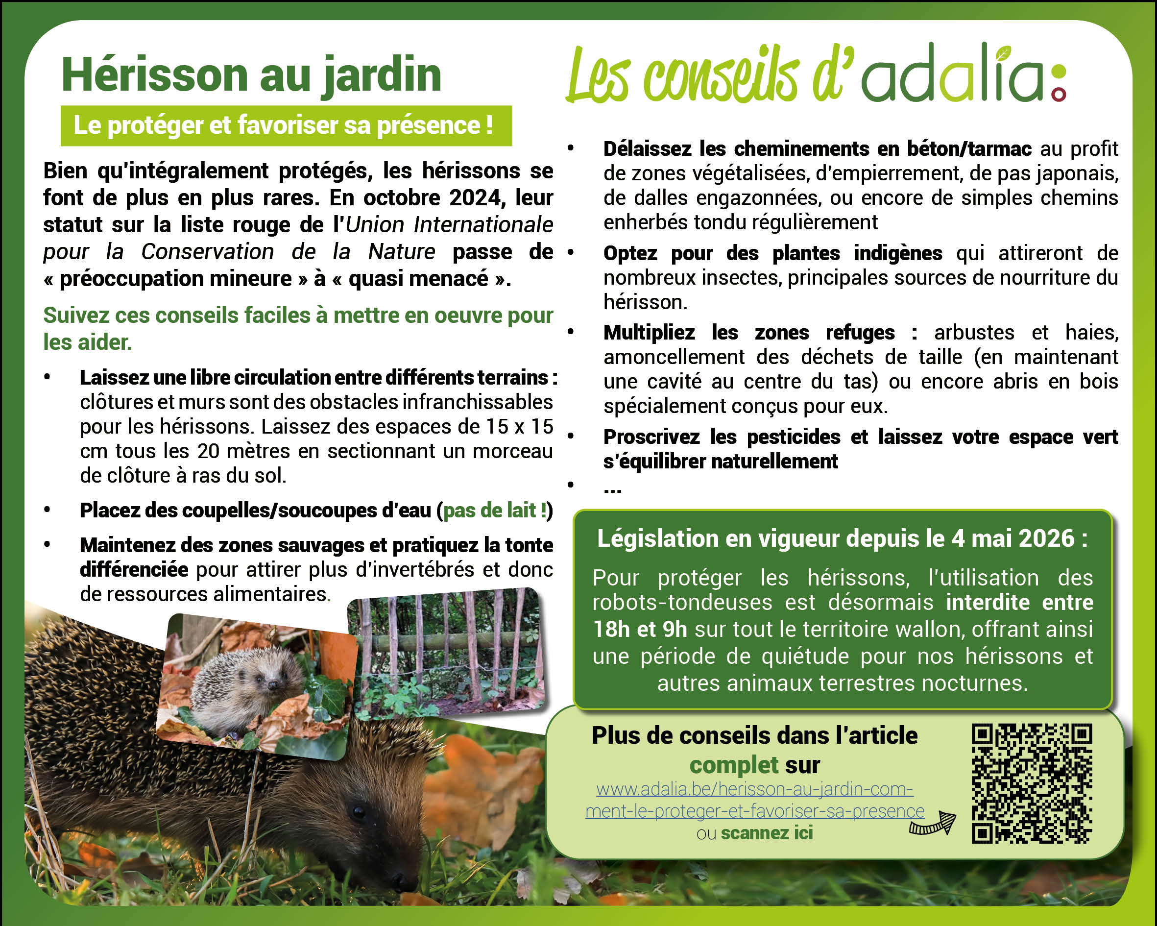 Hérisson au jardin : comment le protéger et favoriser sa présence ?