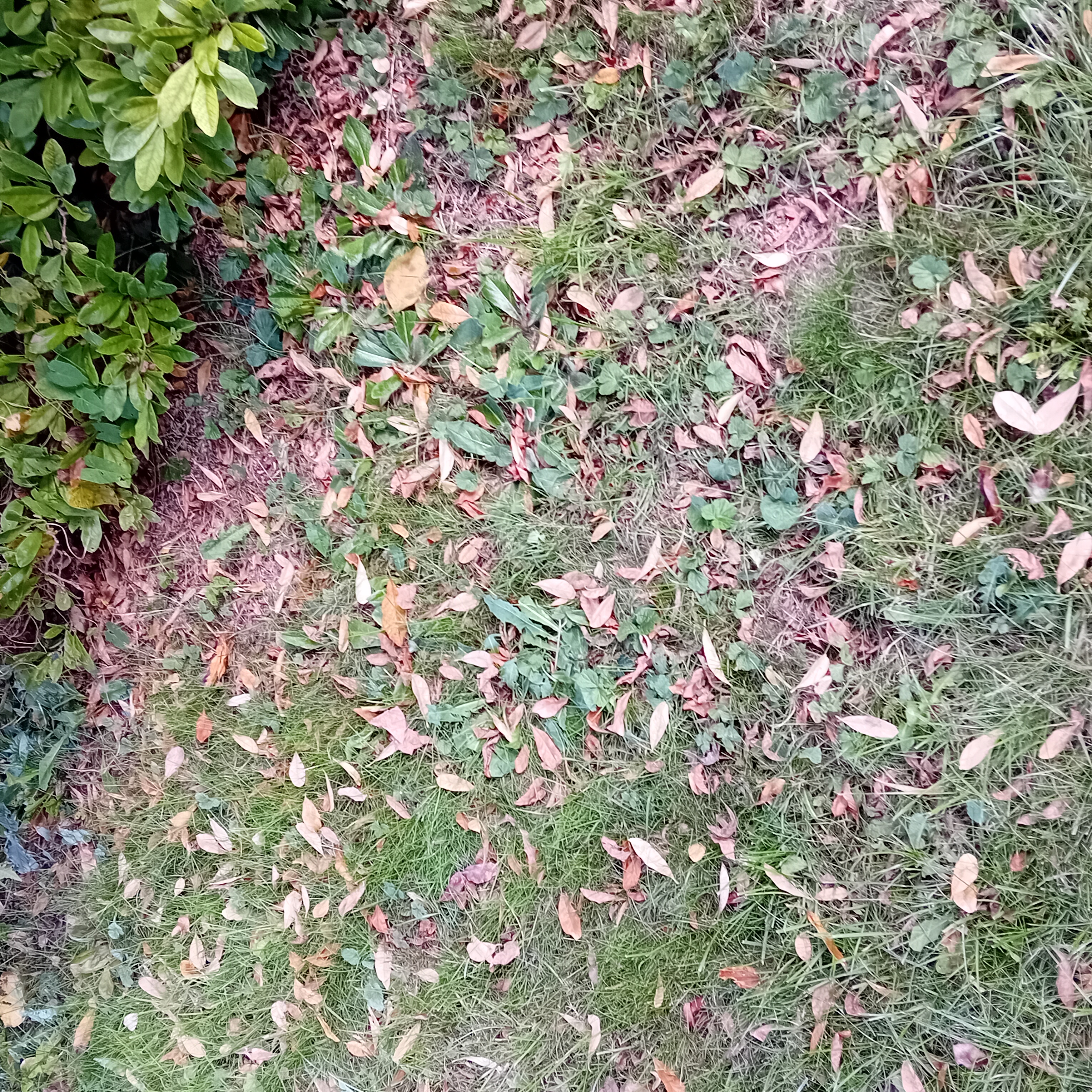 Feuilles mortes