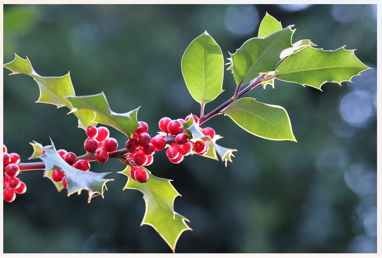 Fig02_Pixabay_llex-aquifolium-3913976_1280.