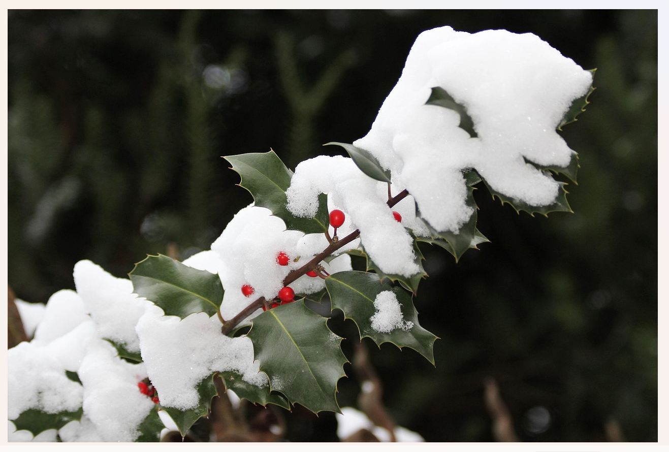 Fig03_Pixabay_llex-aquifolium-3950888_1280