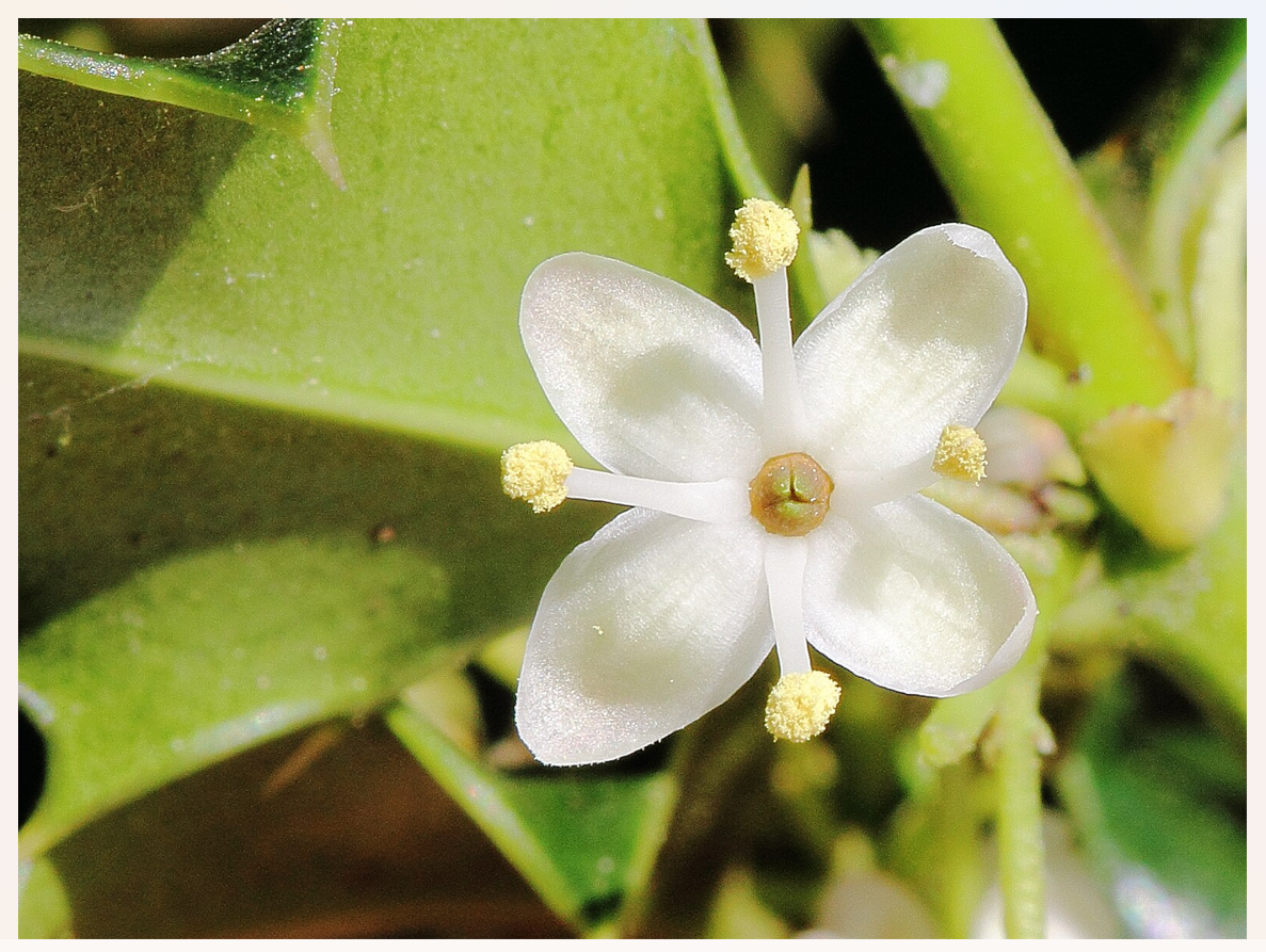 Fig04_©Holger_Casselmann_Wikipedia_Ilex_aquifolium