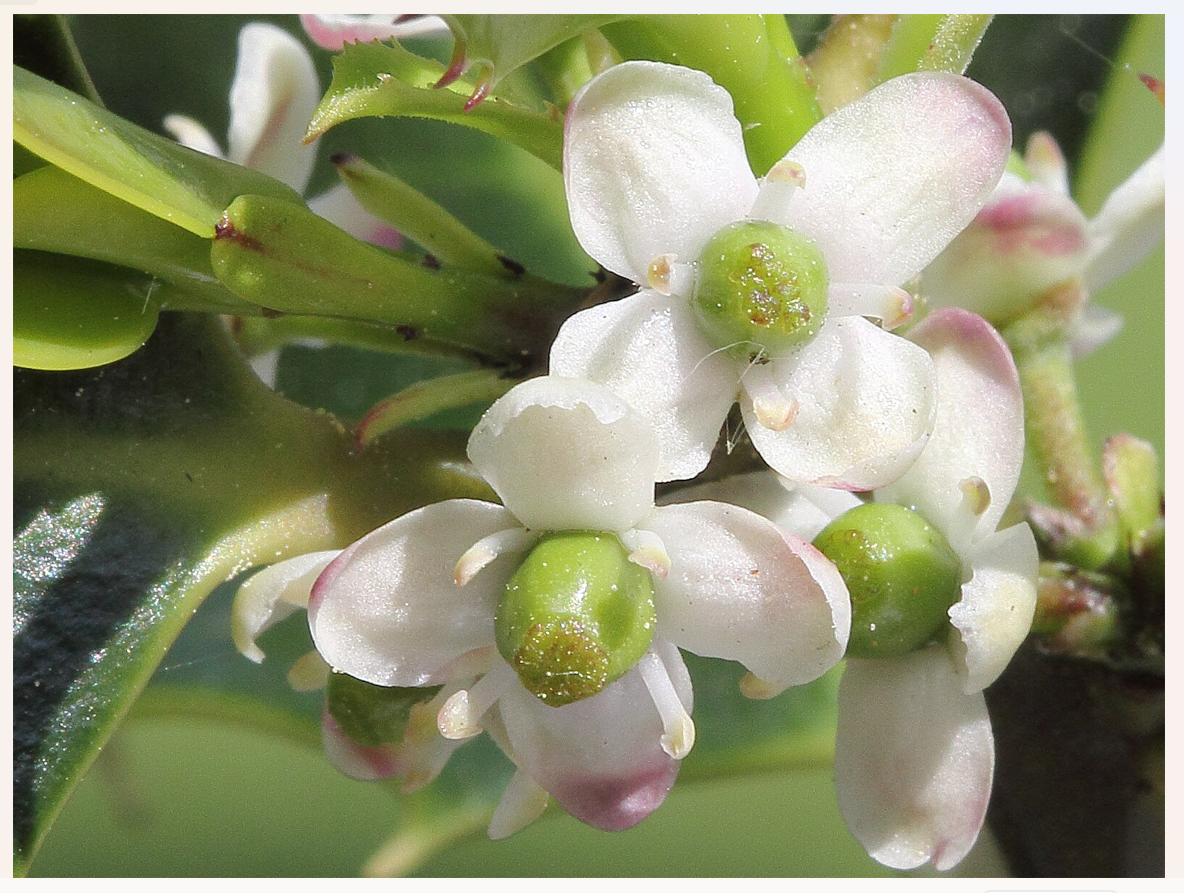 ©Holger_Casselmann_Wikipedia_Ilex_aquifolium