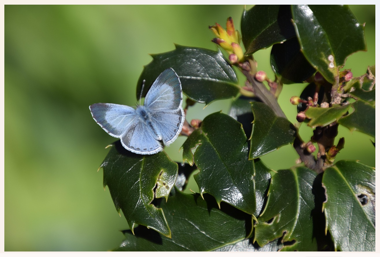 Pixabay_holly-blue-butterfly-6238218_1280