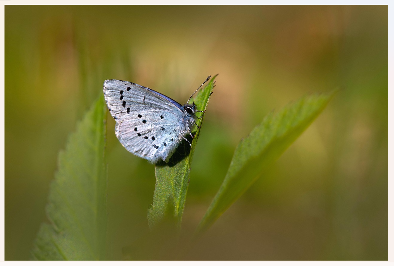 Fig07_Pixabay_insect-9290974_1280