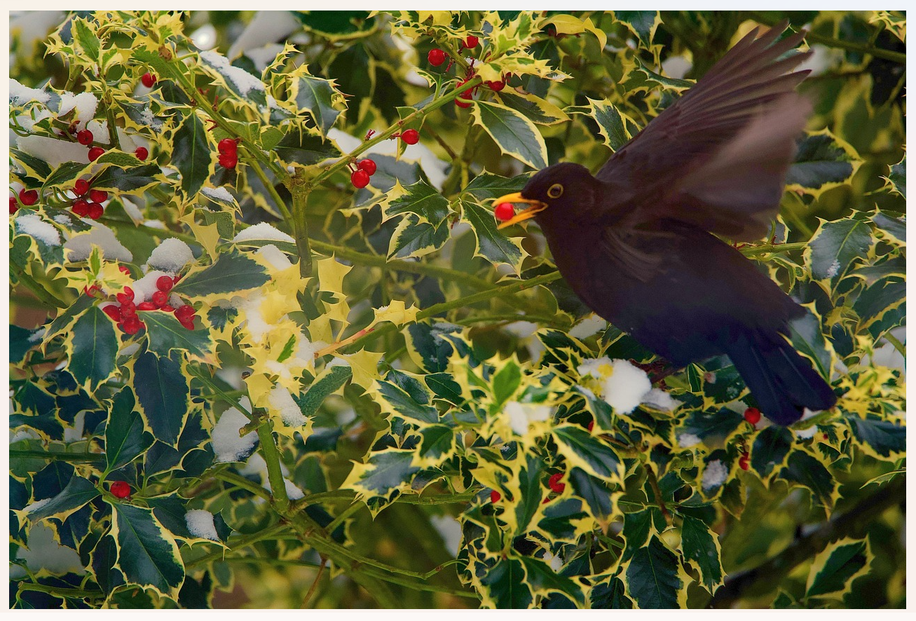 Pixabay_blackbird-6003267_1280