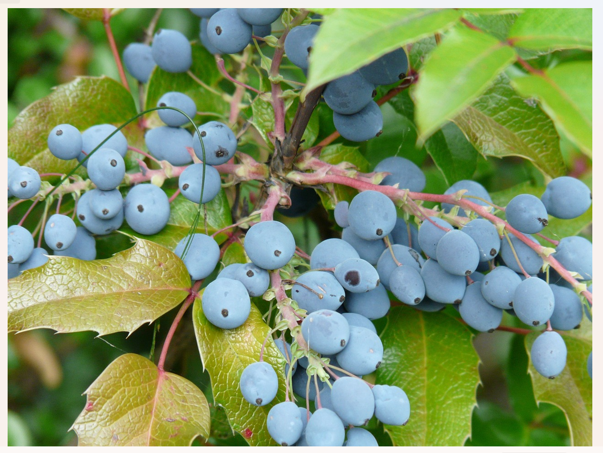 Fig11_Pixabay_berry-8431_1280.