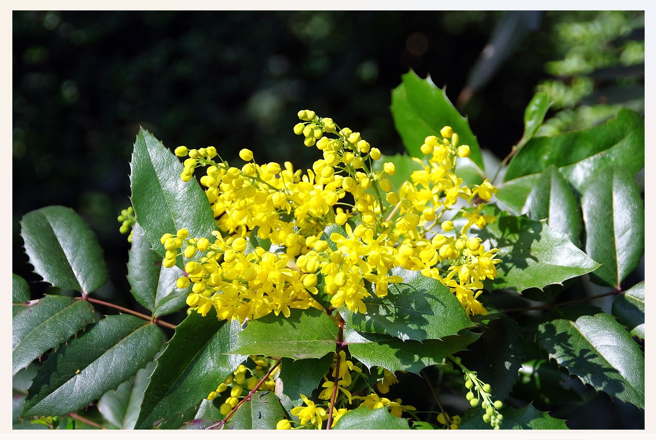Fig12_Pixabay_mahonia-4101031_1280