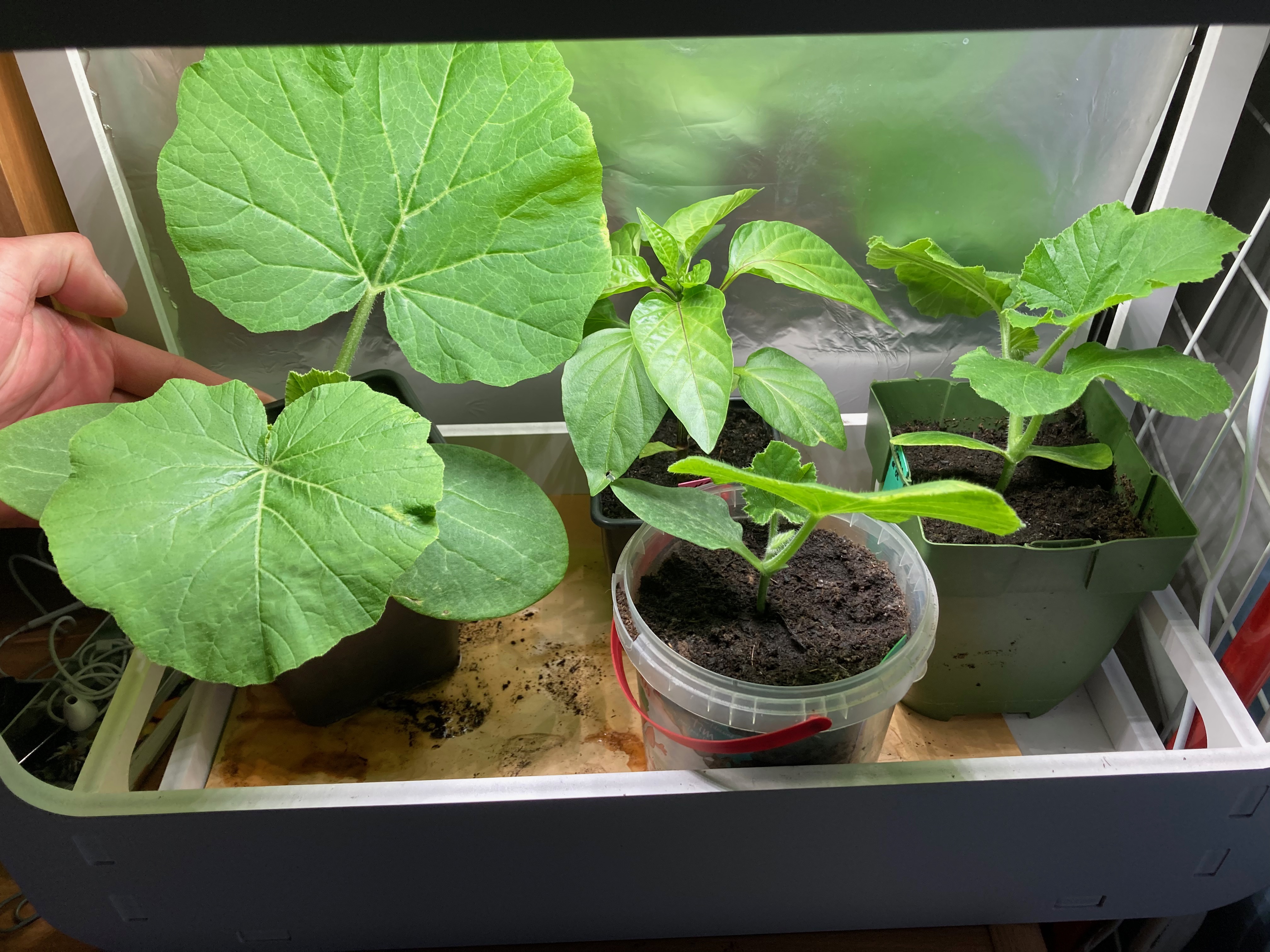 potager en intérieur 