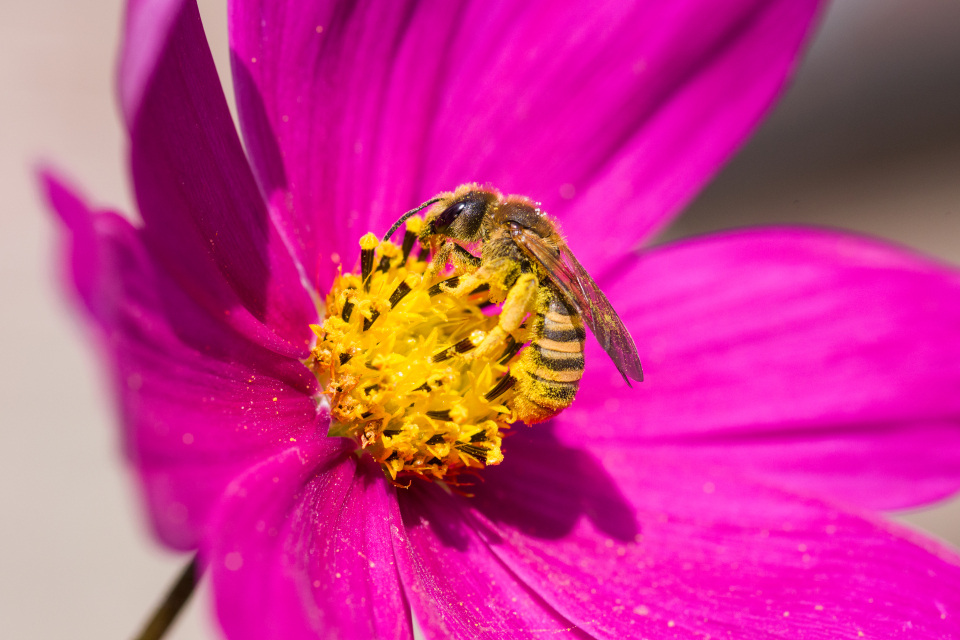 Scabiosae