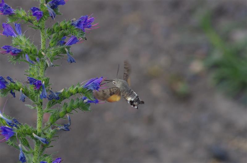 abeille
