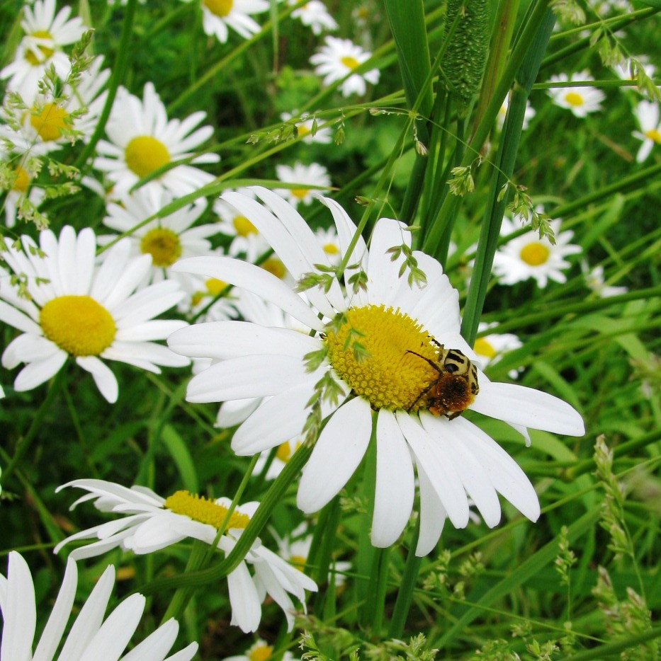 marguerite