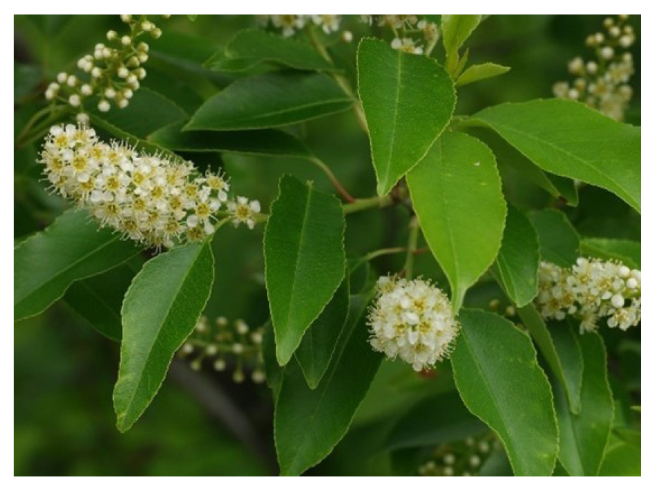 Adalia-focus-plante-cerisier-tardif