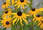 Rudbeckia fulgida 