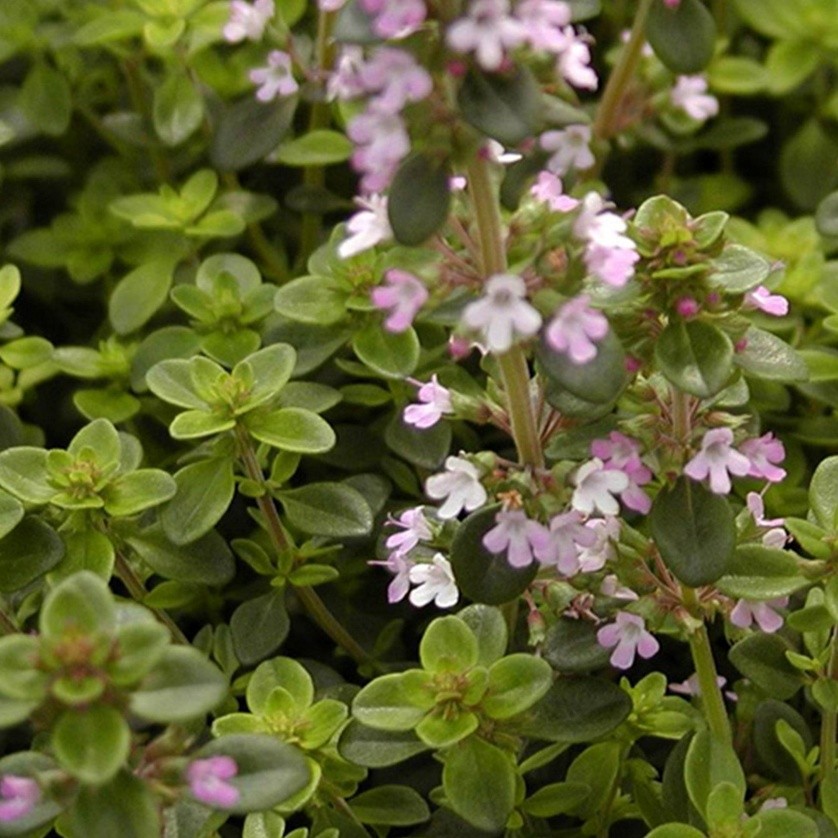 Thymus serpyllum