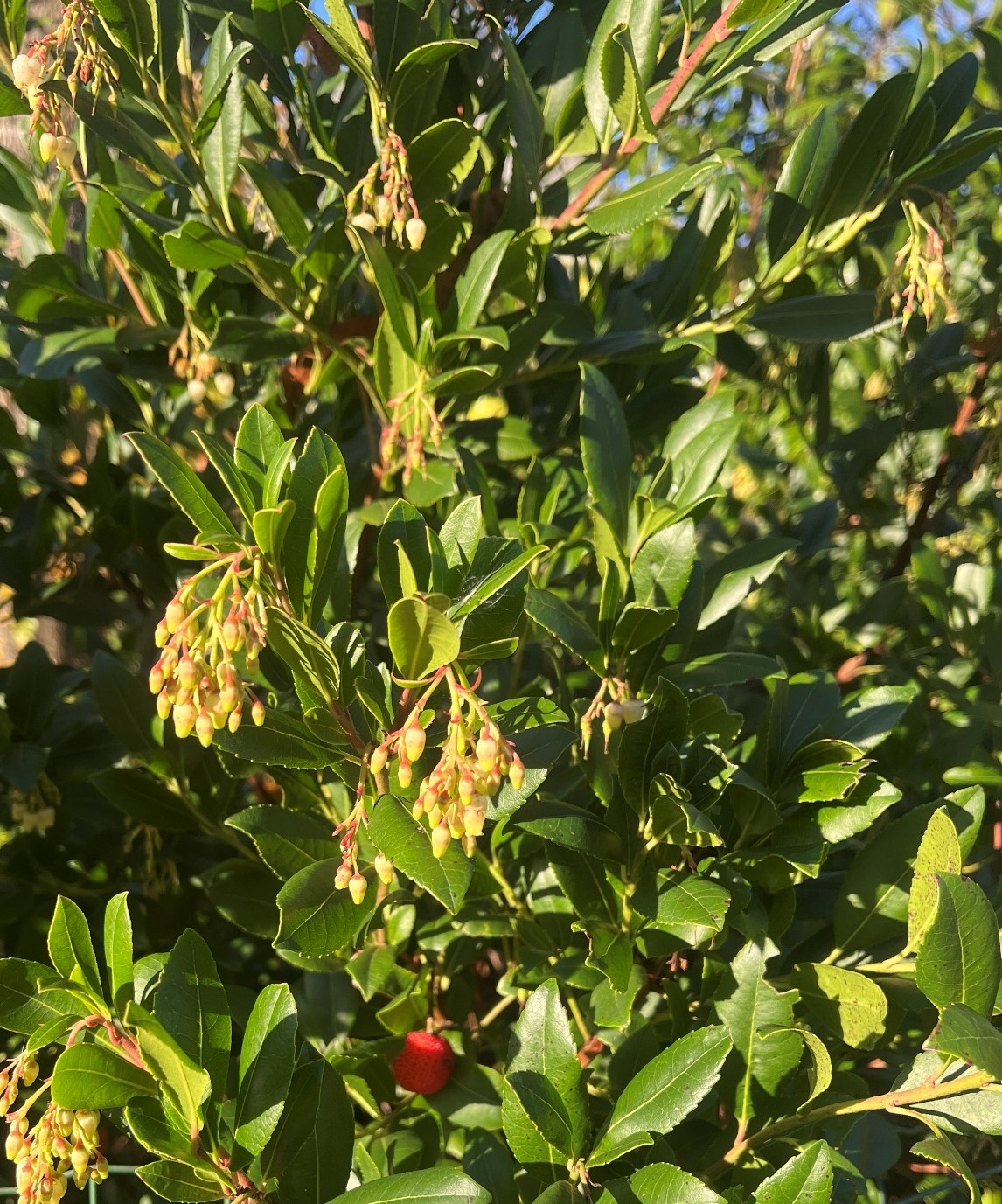 Arbutus unedo