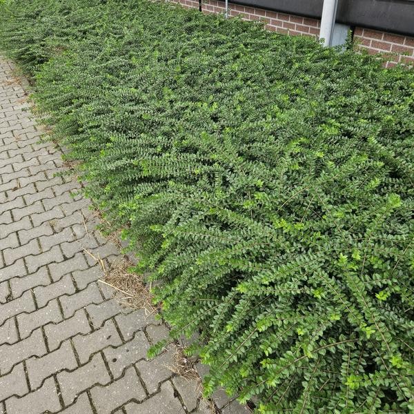 Lonicera pileata
