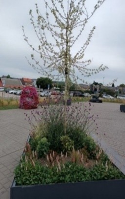 Exemples de bacs à fleurs accueillants des plantes vivaces