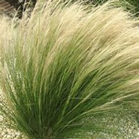 Stipa tenuifolia