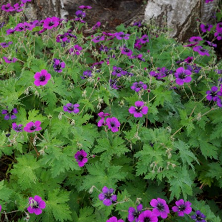 Geranium ‘Dragon heart’