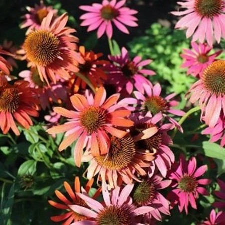  Echinacea purpurea’ Cheyenne’