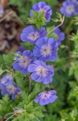 Geranium ‘Rozanne'