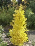 Ginkgo biloba ‘Menhir’