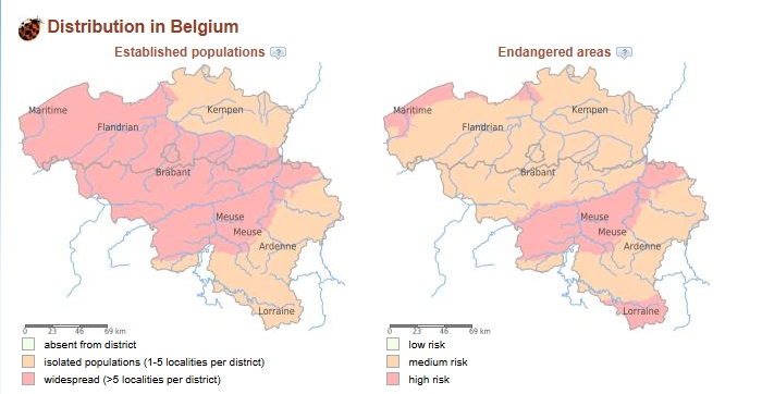 Distribution du cotonéaster horizontal en belgique