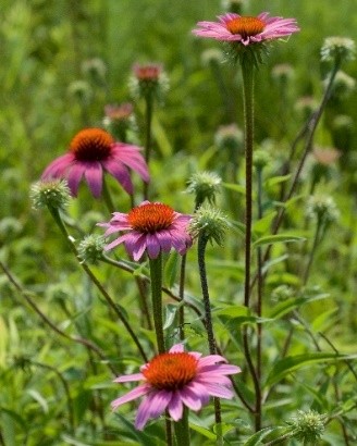 Echinacea 