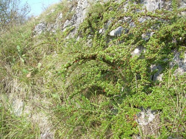 Cotoneaster horizontalis colonisant un mur en pierre © Julien Piqueray, FUSAGx