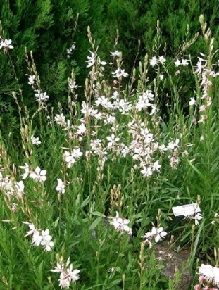 gaura