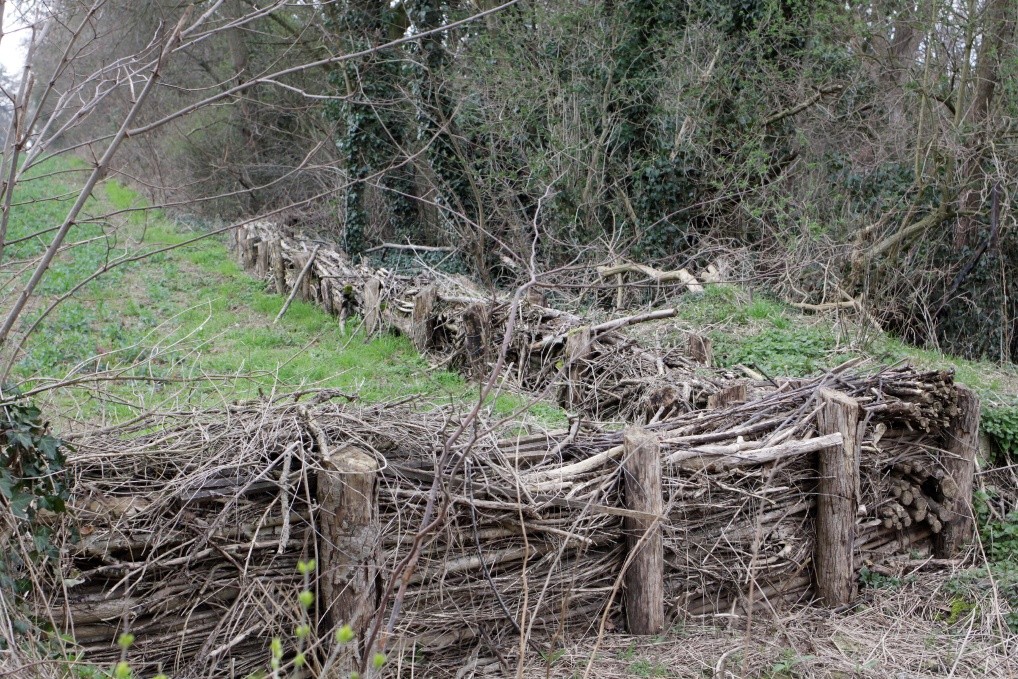 Haie sèche en milieu agricole