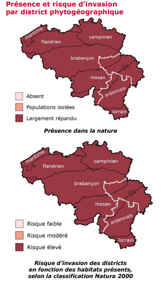 Adalia-focus-plante-cerisier-tardif