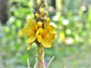 Bouillon blanc en pleine floraison