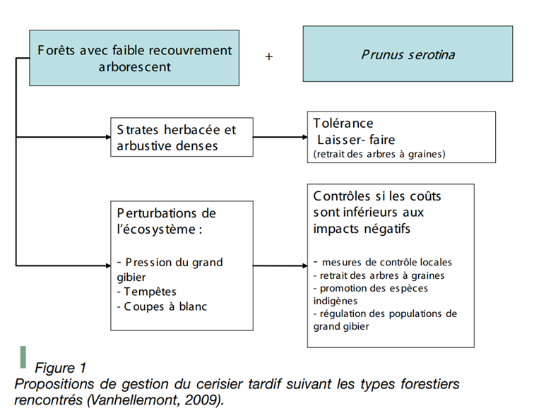 Adalia-focus-plante-cerisier-tardif