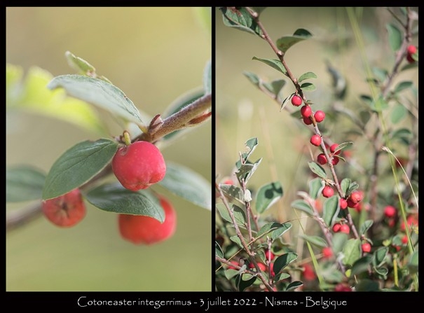 Cotonéaster intégrimus