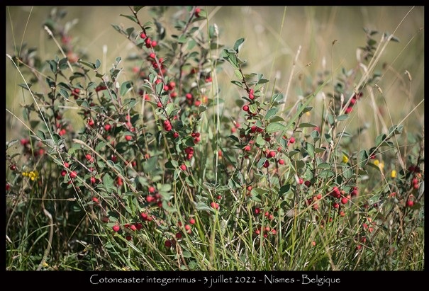 Cotonéaster intégrimus