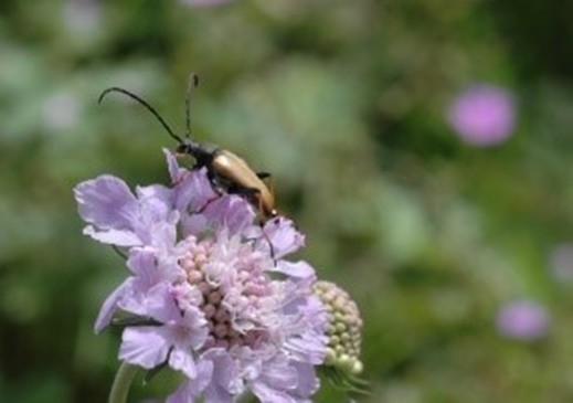 scabieuse colombaire