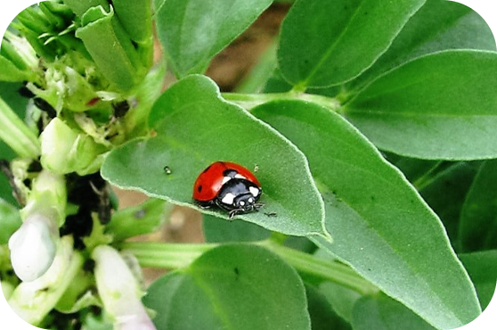 coccinelle