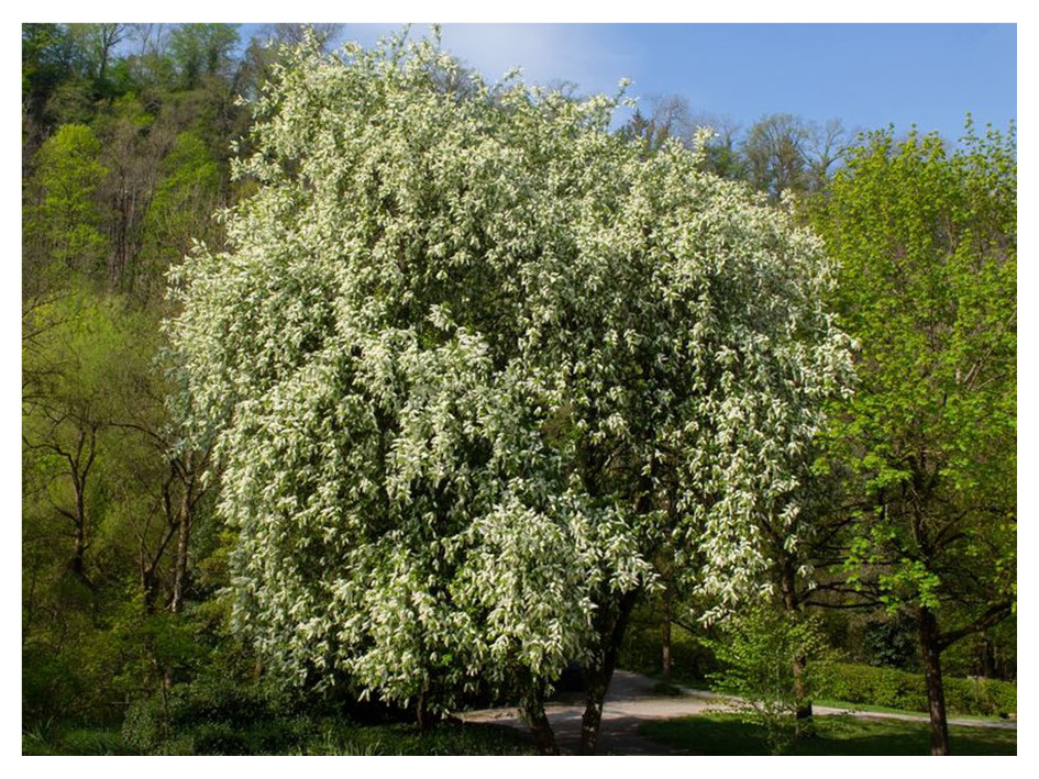 Adalia-focus-plante-cerisier-tardif