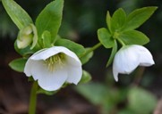 Helleborus orientalis