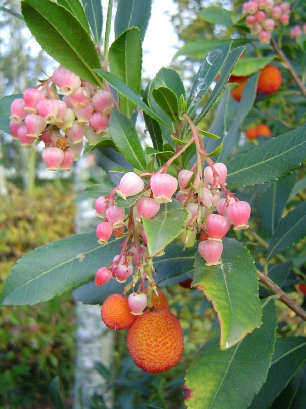 Arbutus unedo