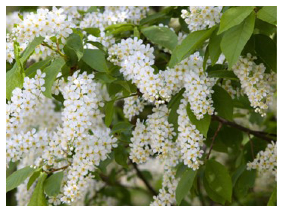 Adalia-focus-plante-cerisier-tardif