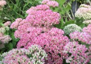 Sedum spectabilis