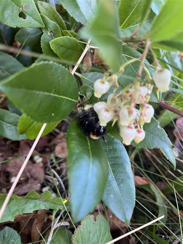 Arbutus unedo