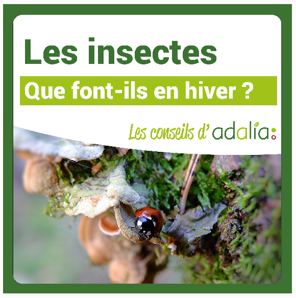 que-font-les-insectes-en-hiver