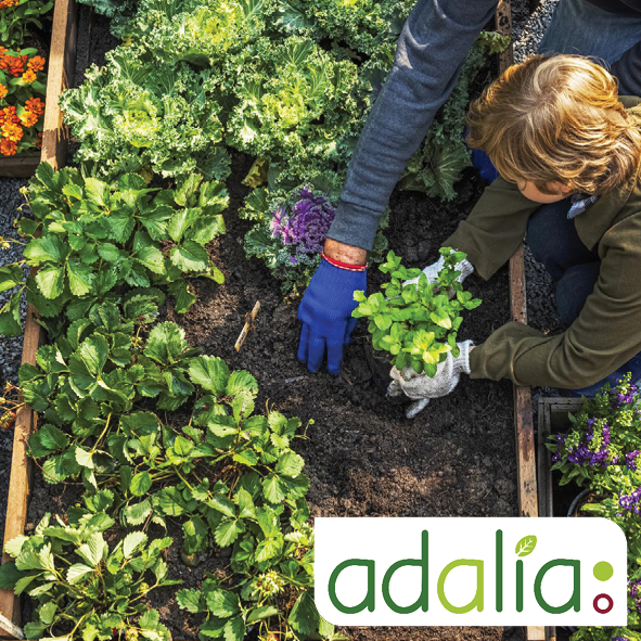 visioconférences adalia