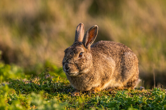 Lapin de Garenne