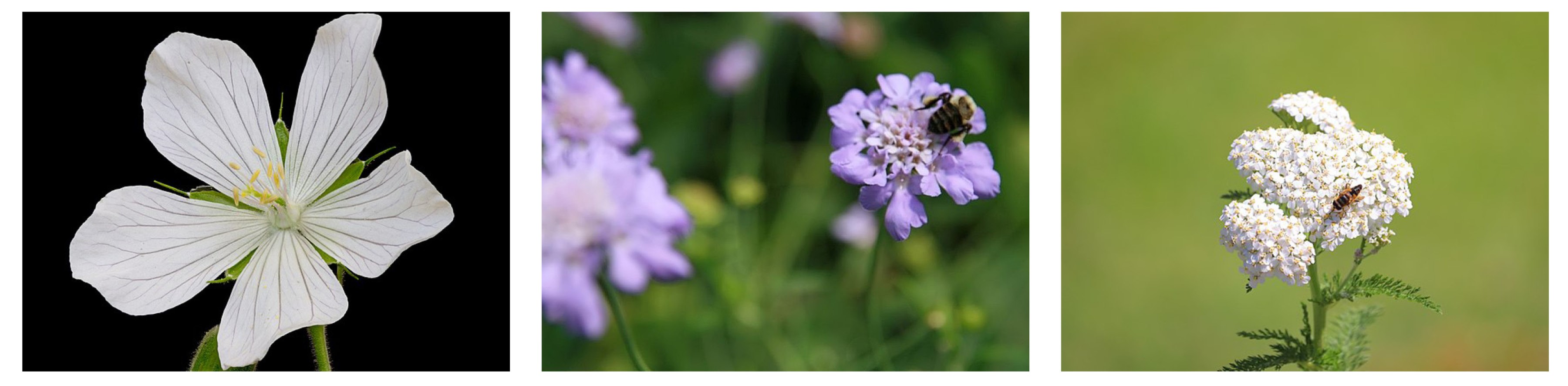 Le géranium des prés, la scabieuse colombaire ou l’achillée millefeuille font parties des plantes indigènes dont l’achat est subsidié dans le cadre du subside BiodiverCité