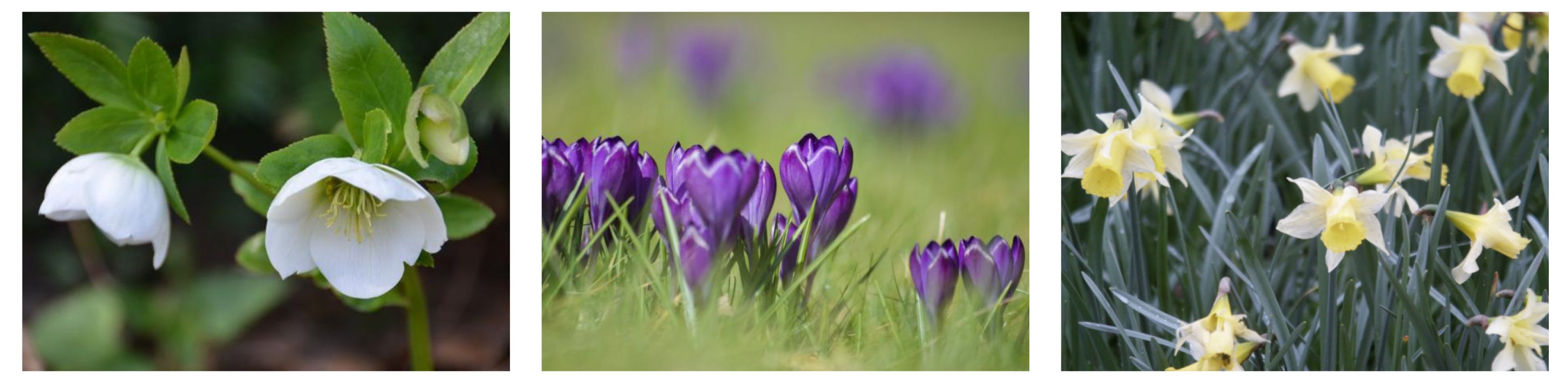 Ci-dessus, quelques plantes ou bulbes mellifères à floraison précoces pour l’effet saisons dans les bacs : Hellébore orientale, Crocus de Thomas et jonquille sauvage - Photos Ecowal)