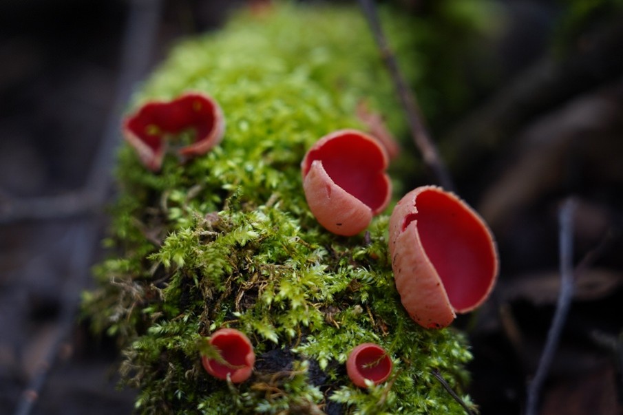 Valoriser-le-bois-mort-au-jardin-adalia-